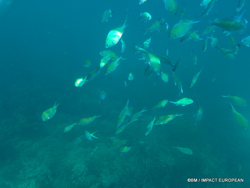 Tioman 0034