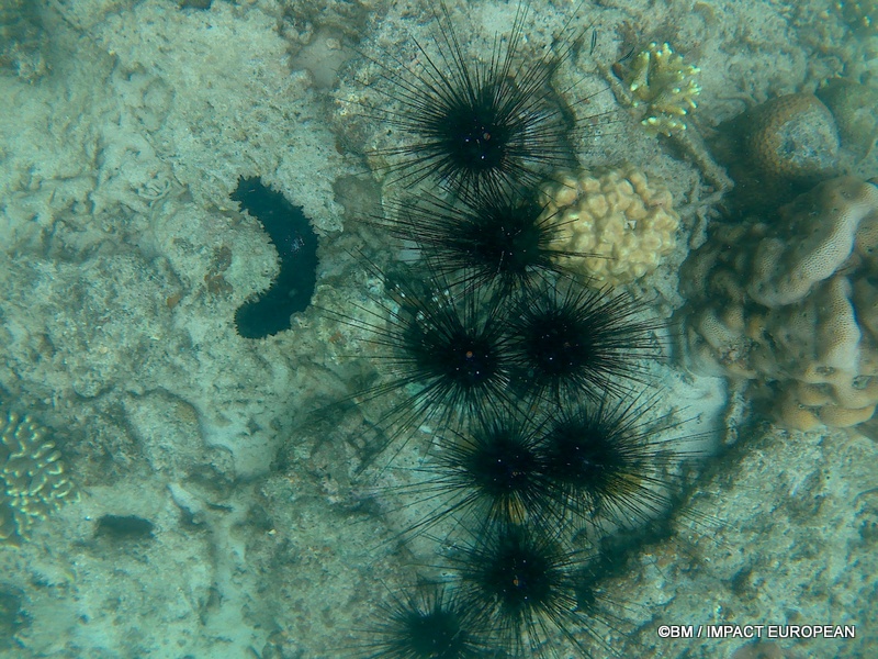 Tioman 0036