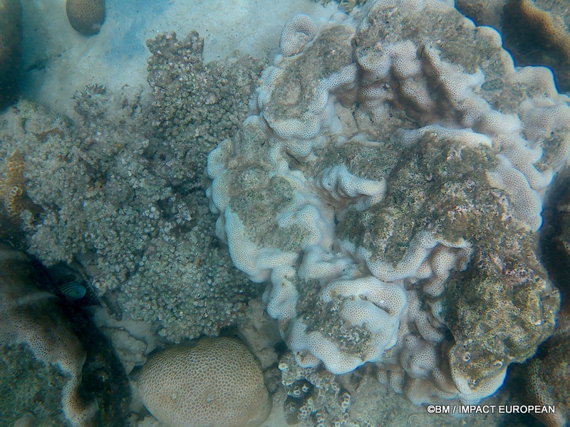 Tioman 0039
