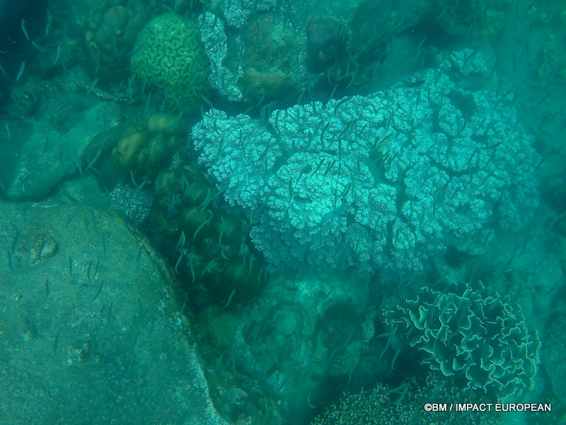 Tioman 0040