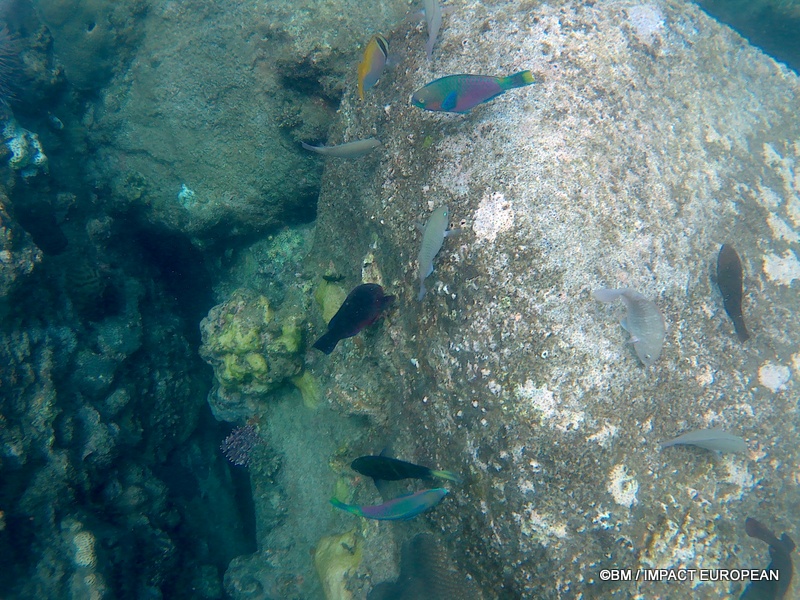 Tioman 0041