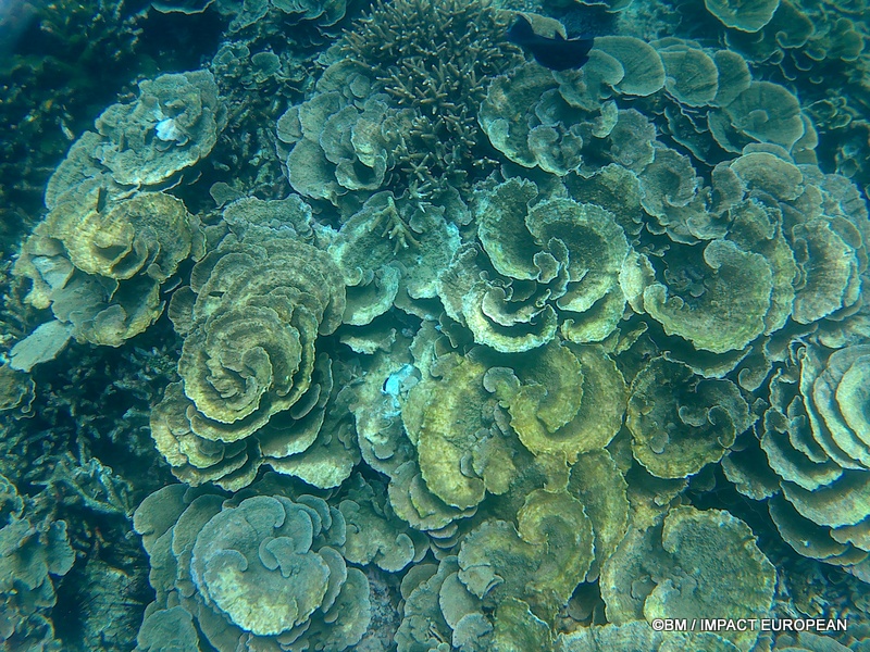 Tioman 0047
