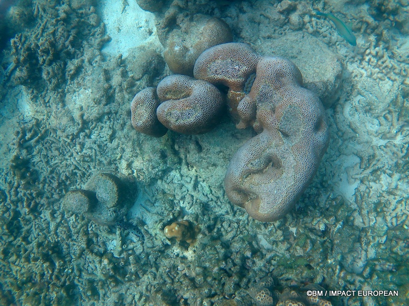 Tioman 0050