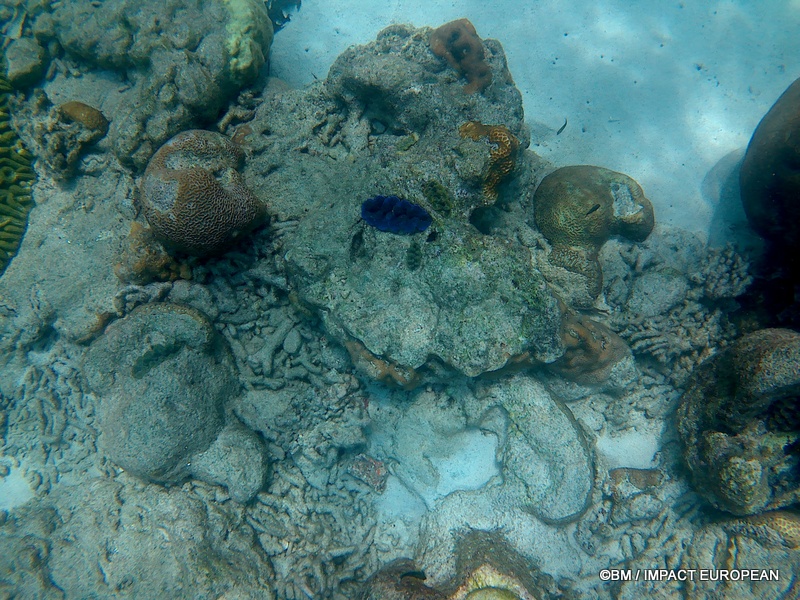 Tioman 0052