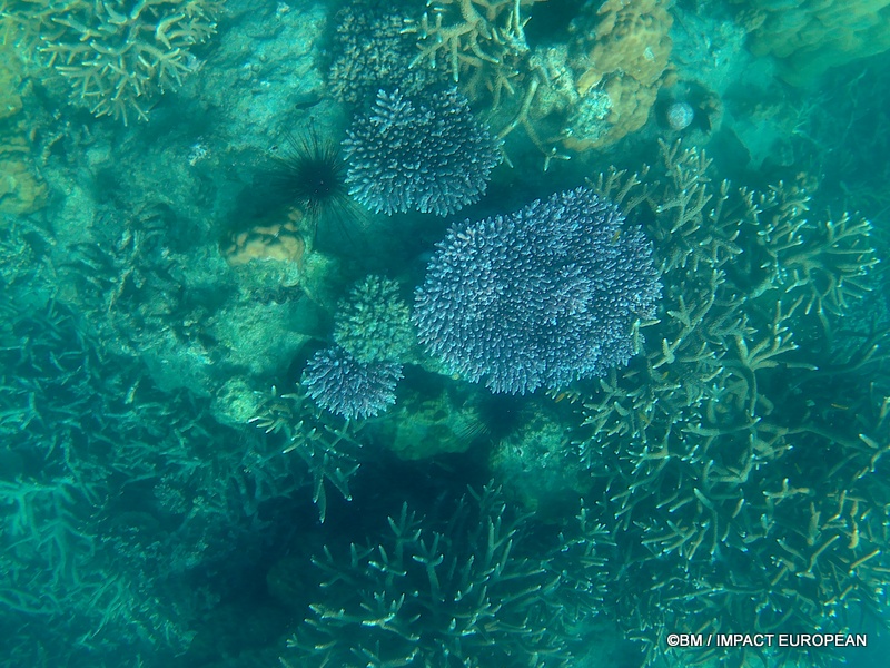 Tioman 0055