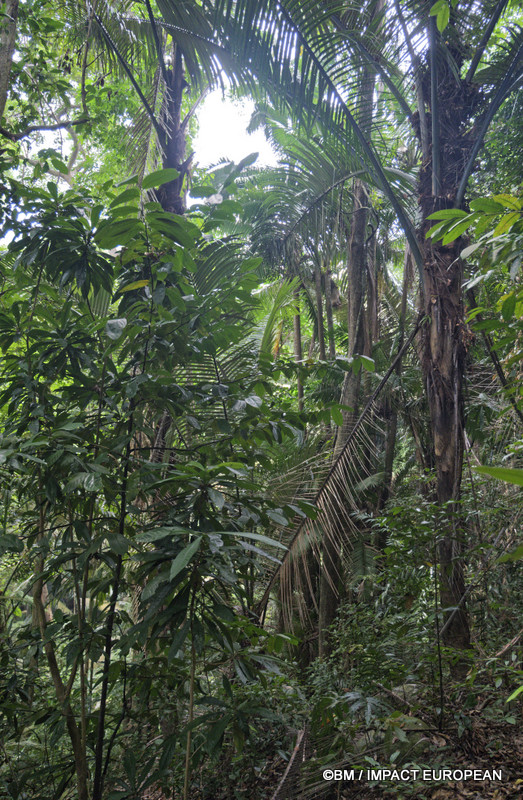 Tioman la foret primaire 0003