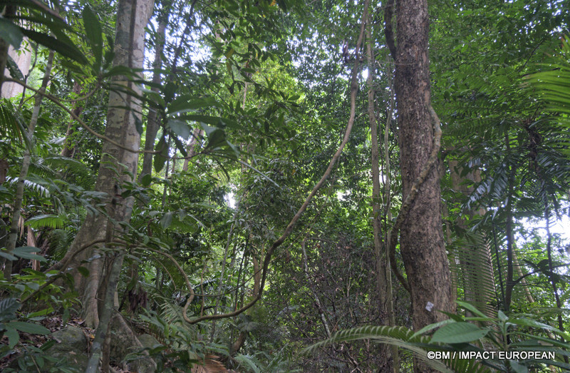 Tioman la foret primaire 0004
