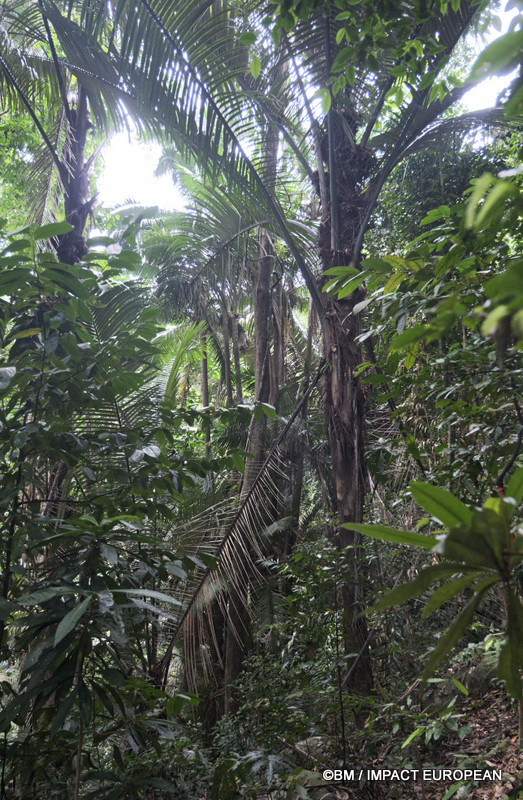 Tioman la foret primaire 0005