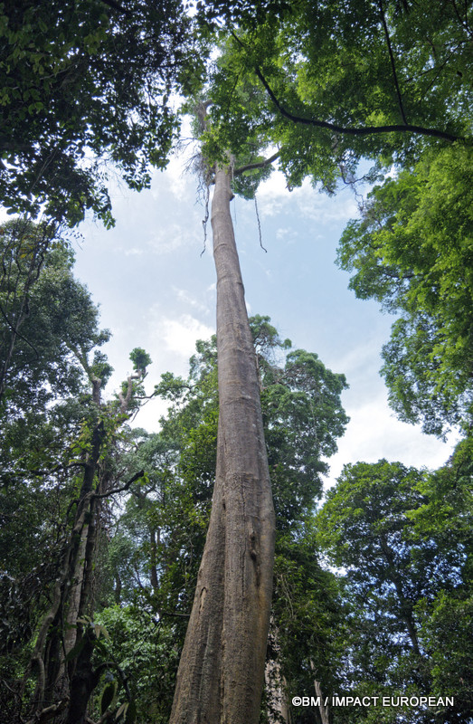 Tioman la foret primaire 0006