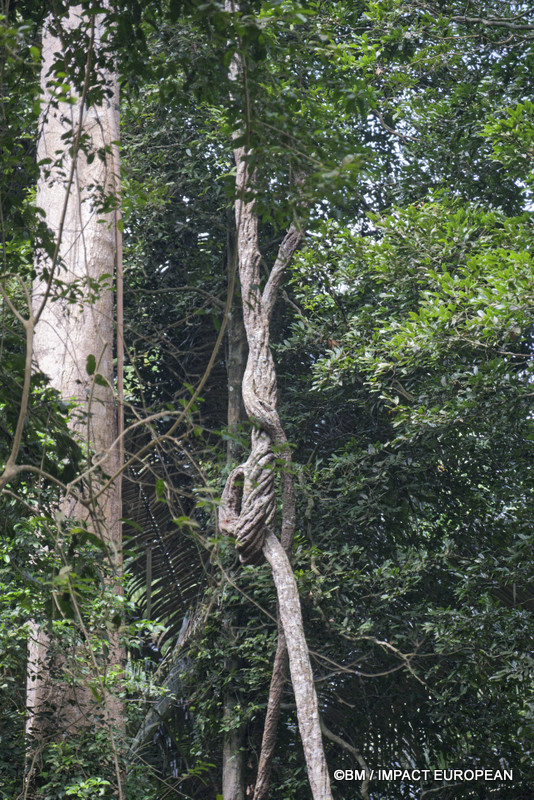Tioman la foret primaire 0007