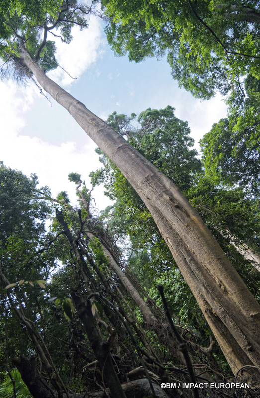 Tioman la foret primaire 0009