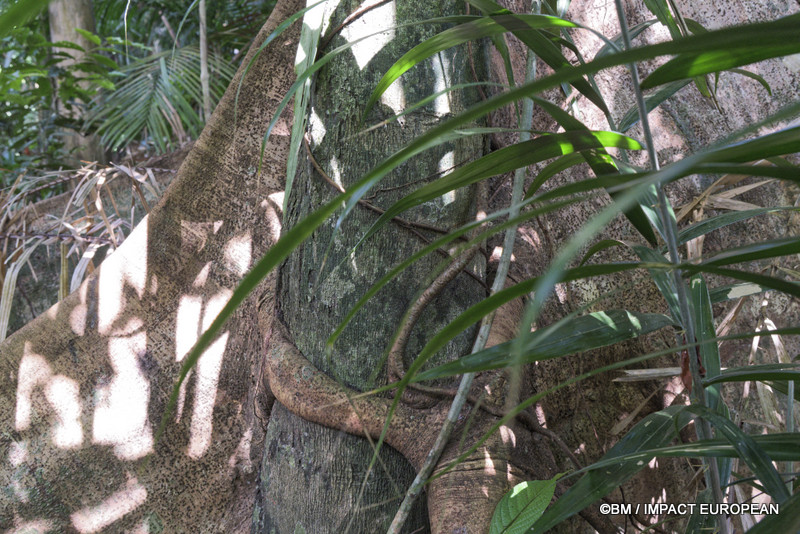 Tioman la foret primaire 0012