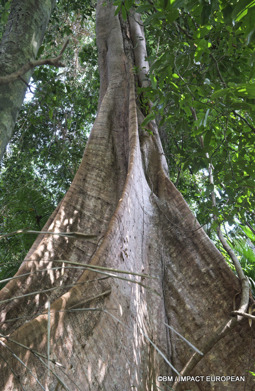 Tioman la foret primaire 0013