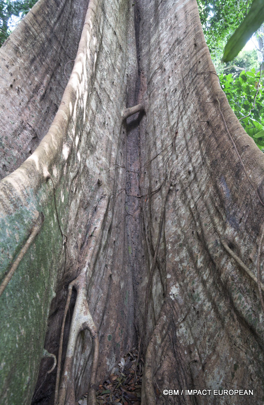 Tioman la foret primaire 0019