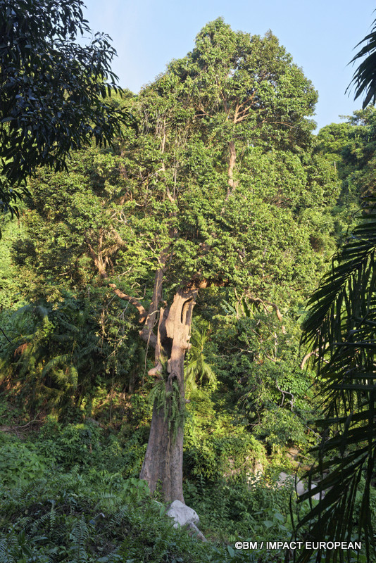 Tioman la foret primaire 0032